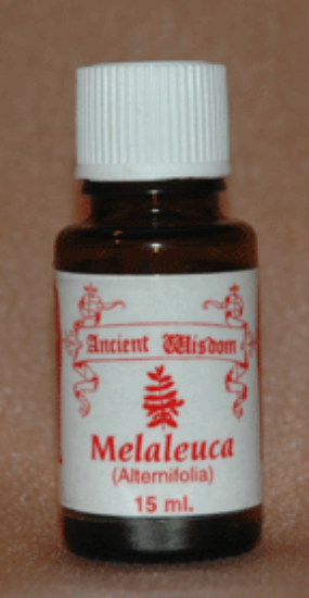 Picture of Melaleuca  Lemon  Tea Tree
