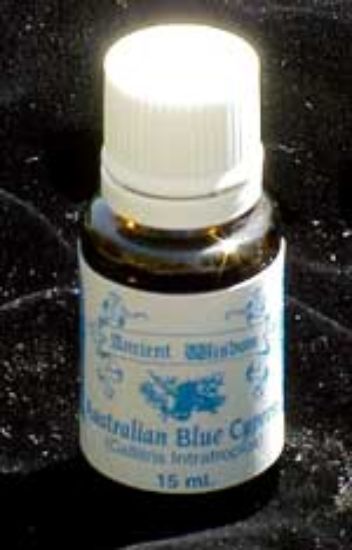 Picture of Australian Blue Cypress