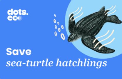 Picture of Dots.eco - Save a sea turtle hatchling US